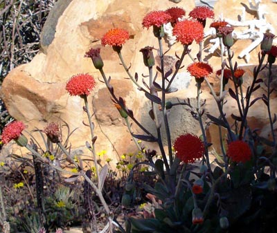 Senecio fulgens; Photograph by Dorette
